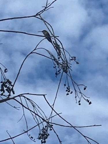 (619)736-1206 offers Bodyrubs in San Diego,California (619)736-1206 is ethnicity_Mixedandoffers nuru massages, asian massage, bodyrubs in San Diego and available for service_location_incallon rubrankings 🌙text     Become a Therapeutic Sensuality Instructor through Our Knowledge in Meditation! 🌸
Do you feel you have a special gift for helping others?
Don't miss our free training from March 24th to 28th, where you'll discover how to awaken your gifts as a holistic therapist. Learn to heal with holistic therapies and bring love and well-being to those in need.
It's time to embrace your mission and shine like the beautiful healing soul that you are!
Click the button in this post and reserve your spot now.
Join our training and discover how to transform your passion for burlesque into a profitable and empowering career.
Benefits:
🌸 Personal Empowerment: Learn self-discovery and self-esteem techniques through dance.
🌸 Profitable Career: Become a certified instructor and start generating income.
Positive Impact: Helps women release their inner power and improve their emotional and physical well-being.
🌸 Supportive Community: Join a network of passionate and empowered women.
🌸 Profession Development: Comprehensive training to start and manage your own Therapeutic Burlesque classes.
What we offer:
✨ Professional Growth: Learn about the impact of therapeutic burlesque and how you can be part of this phenomenon.
✨ Inclusion and Diversity: Regardless of your age, size or experience, you can dedicate yourself professionally to therapeutic burlesque.
✨ Inspiration and Transformation: Discover how your passion can transform lives.
✨ Success Stories: Hear inspiring testimonies from our students.
✨ Exclusive Methodology: Preview our methodology in a live demo.
✨ Q&A Session: Join our question and answer session to clarify all your doubts.
Are you ready to transform your life?
Register now and secure your place in our 3-day event full of inspiration, learning and exclusive bonuses only for attendees... Send me a message to my number 619) 736-1206 follow the steps and leave your mark ✨joy with you! 
Start your transformative journey in the world of Therapeuti