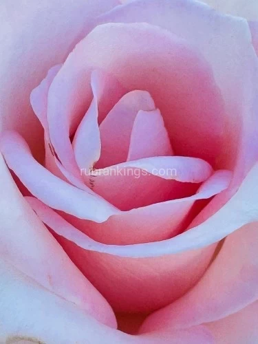 (760)717-4470 is Caucasianand offers nuru massages, asian massage, bodyrubs in San diego and available for incall on rubrankings Greetings , gentlemen!

This is an offering non rushed Tantrik experience.(NOTSEX)) The benefits of this can be expansive and transformative.  

Learn how to connect to your desire as a man , to circulate it in your entire body to expand your whole being and transcend limitation. Learn to Use sensuality as a spring board to access your higher dimensional being .
Are you ready to deepen your relationship to sensuality , pleasure and intimacy ? This EMbodied experience is a  journey into human connection 
. 
They say Tantra is the art of balancing and weaving opposites so we can into this sacred (safe, fun and playful) temple space Discover the secrets of Tantra and you can become the Man you’ve always wanted to be! 

❌ Dissatisfied with your intimacy or unsure how to deepen connection…

❌ Weighed down by shame and insecurity in the bedroom…

❌ Curious about lasting longer and experiencing longer and more expanded ( possibly full-body orgasms...

✅ Simple tools to overcome common challenges holding you back.

✅ The "Spiral to Heaven" technique for unmatched pleasure. ( unlocking unlimited potential to pleasure for you and your partner )

✅ How to harmonize your chakras for deeper intimacy.

Slow Sensual FBSM

Energy exchange/ Donation : Regular300$ NOW250$ 1 -1.5 hr 200$ Hr  series of sessions offered for best value . Gratuity not expected and always appreciated.  Cash, Venmo , Zelle. Thank you. 

Temple Location and Hours : ❤️✨ private sacred space temple in Carlsbad, CA 92008

To reserve a Temple Session  please text 760-717-4470. indicate your name, age, city, occupation. Recent photo optional and very helpful. A few words about what brought you here, which of the session elements calls you the most. Please give specific day and time requested for the session. 

Looking forward to hearing from you soon!

