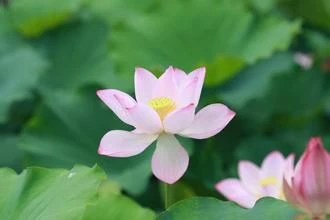 ()- offers Bodyrubs in Dallas,Texas ()- is asianand offers nuru massages, asian massage, bodyrubs in Dallas and available for incall on rubrankings ???????? Beautiful Asian girl available to offer you a relaxing and pleasant body rubs,
Give me a call as soon as possible so I can melt all your stress away…
~ ~ Smooth session for gentlemen ~ ~
*** Shower available ***????
House fee: 80/ Hr
((( working Late )))
???? VIP services available
CALL TO BOOK YOUR APPOINTMENT NOW:
972- 302- 7583
~~ see you soon ~~
ADD: near I-30 exit 61 Zion. Garland.75043
???????????? ( Rockwall, Rowlett, Garland, Mesquite, Dallas, TEXAS )